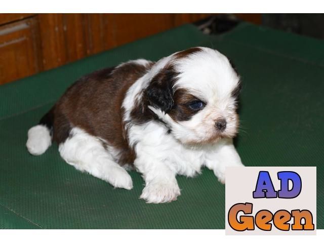 used Shih Tzu male Tricolor both male and female with KCI Papers and vaccination 6362294654 for sale 